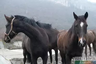 Массовую гибель лошадей расследуют в Кабардино-Балкарии