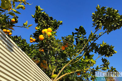 Апельсиновое дерево