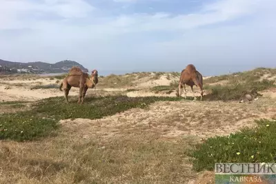 Верблюжьи фермы в Дагестане откроются туристам