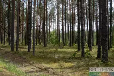 В парке Владикавказа разбили сосновую рощу