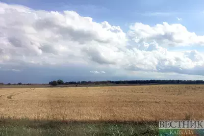 В Ставропольском крае подсчитали урожай сахарной свеклы