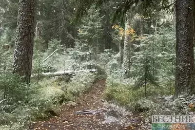 В Северной Осетии усилили патрулирование хвойных лесов перед Новым годом