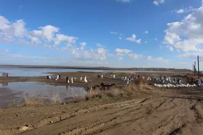 Сколько тонн мазута собрали с пляжей Краснодарского края?