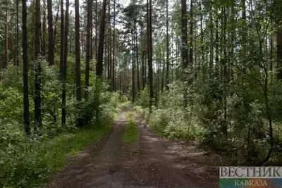 Сотни гектаров леса высадят в ближайшие годы в Кабардино-Балкарии