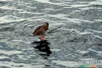 В Назрани появится новая зона отдыха и ресторан на воде