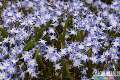 Цветение хионодоксы