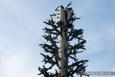 Скворечник