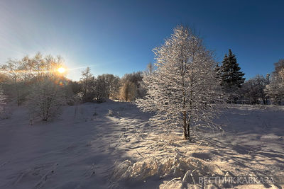 Зима в лесу