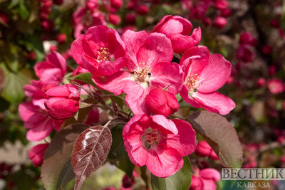 Цветение яблони