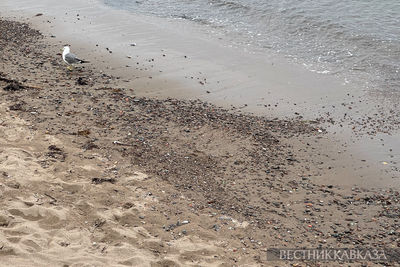 Чайка на пляже