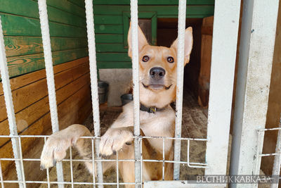 Собака в приюте