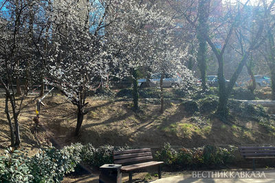 Весеннее цветение в Тбилиси
