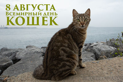 Всемирный день кошек – открытка