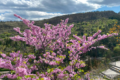 Фестиваль сакуры в Тбилиси