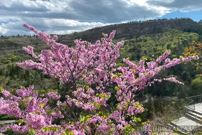 Фестиваль сакуры в Тбилиси