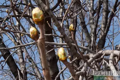 Почки каштан