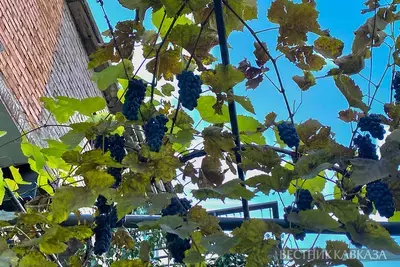Виноградная лоза