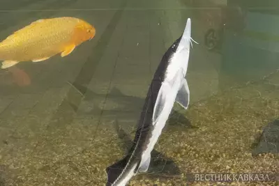 Стерлядь в аквариуме