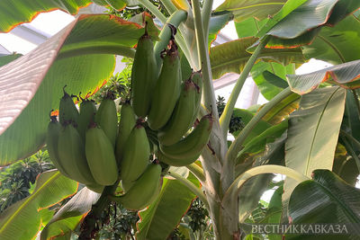 Банановая пальма