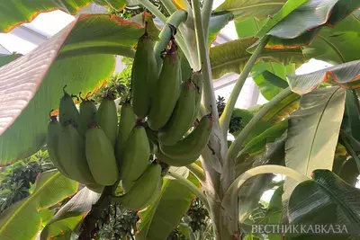 Банановая пальма