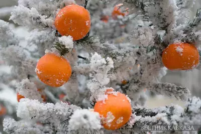 Украшения мандаринами на Арбате