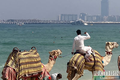 Верблюды на пляже в Дубае