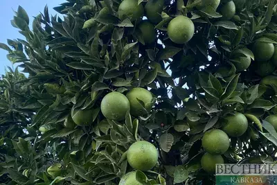 Ту би-Шват 2026: праздник, который учит видеть будущее Ту би-Шват 2026: праздник, который учит видеть будущее