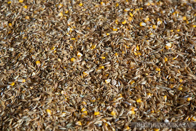 Зерно пшеницы