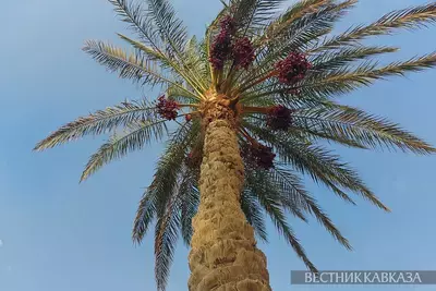 Финиковая пальма