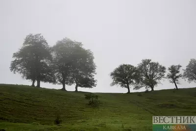 Еще одну акцию по посадке деревьев провело IDEA в Гедабекском районе