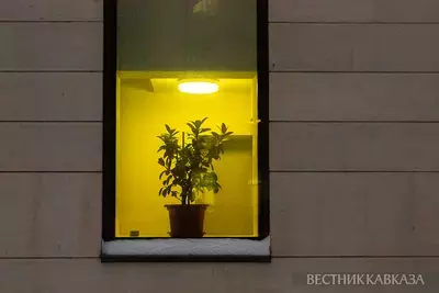 Цветок на окне