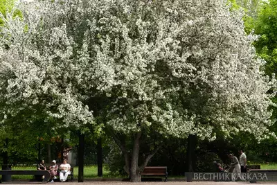 Цветение яблони в парке Горького