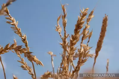Пшеница